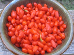 goji-bacche