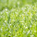 Il grande aiuto fornito dai fertilizzanti per erba per una nota sempre verde in casa