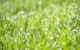 Il grande aiuto fornito dai fertilizzanti per erba per una nota sempre verde in casa