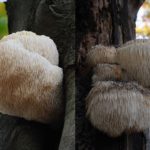 A che cosa serve il Lion's Mane?
